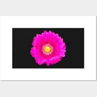 Single intensely bright neon pink daisy close up - summer summer summer ! Posters and Art